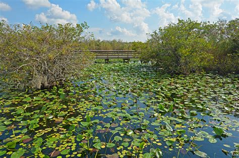 Anhinga Trail, Everglades National Park – Florida Hikes