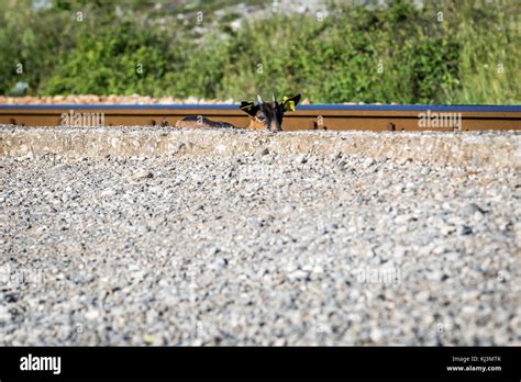 Goat In A Small Railway Station Near Podgorica Airport Near Podgorica