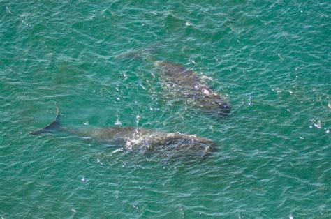 Oldest Whale Ever Recorded - American Oceans