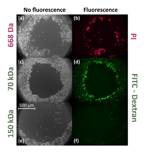 Fluorescence Microscopy Images Of Hela Cells 30 Minutes After Treatment