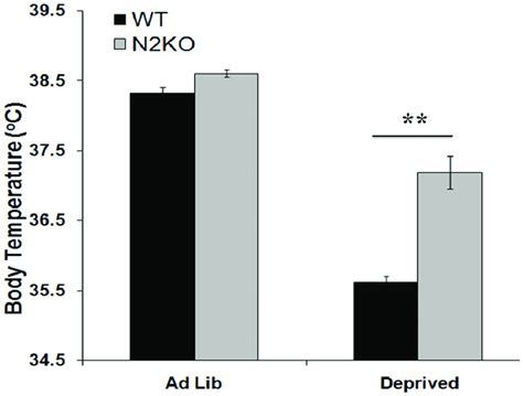 Core Body Temperature In Ad Lib Fed And Fasted Wt And N2ko Mice Body