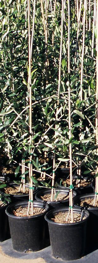 Santa Cruz Olive Tree Nursery Offered Varietals