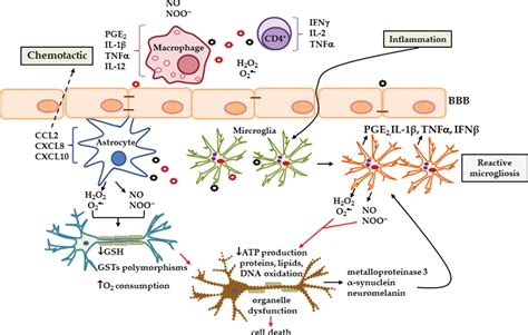 The Imbalance Of Pro Oxidants Induces Oxidative Stress And Cell Damage