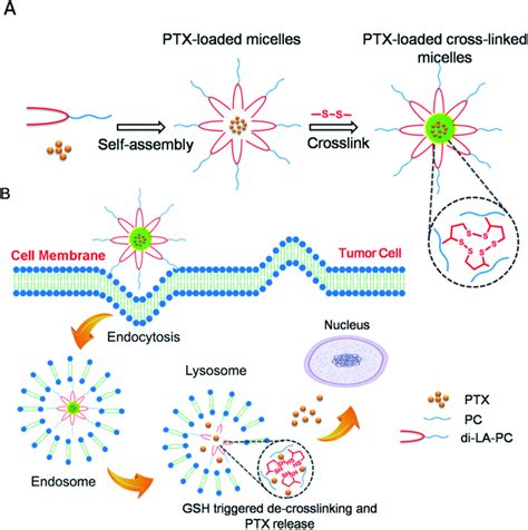 Schematic Illustration Of The Reduction Responsive Crosslinked Di La Pc