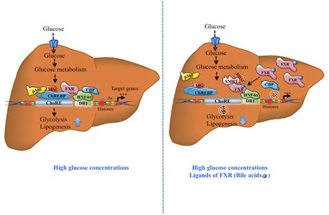 Frontiers O Glcnacylation Links Chrebp And Fxr To Glucose Sensing