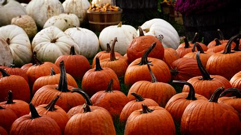 Wallpaper Orange Pumpkins On Green Grass During Daytime Full Hd Hdtv