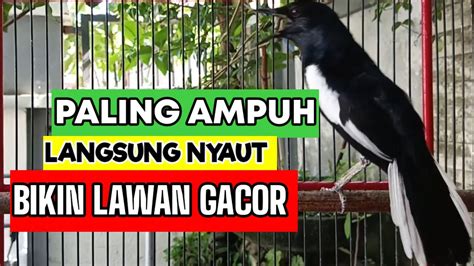 TERAPI KACER NGEPLONG MEMANCING KACER BAHAN DI MALAM HARI BIKIN LEKAS