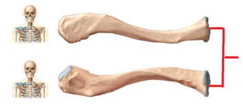 Anatomy Lab 4 Upper Extremity Bones And Palpation Flashcards Quizlet