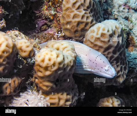 Geometric Moray Eel Gymnothorax Griseus Stock Photo Alamy