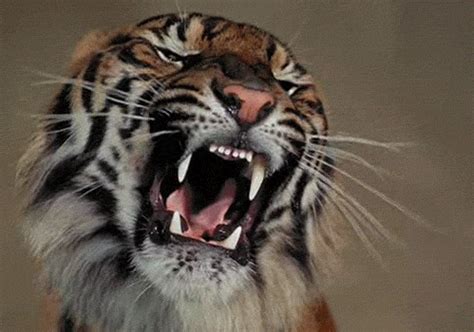 Tiger Ready To Attack Gif by sablebomb on DeviantArt