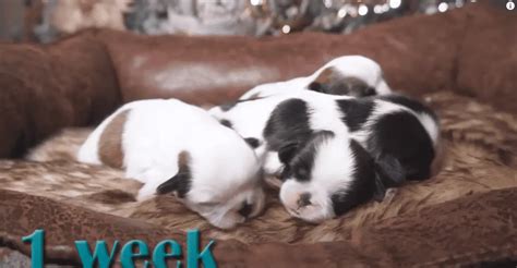 Shih Tzu Growing Up | Day 1 to Week 8 | Puppy Transformation | TOO CUTE VIDEO