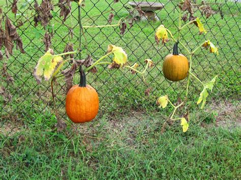 Pumpkins Hanging From Wire Fence 16001201 Growing Pumpkins