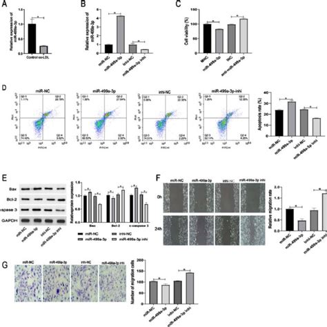 Expression And Functions Of MiR 499a 3p In Ox LDL Induced HUVECs A