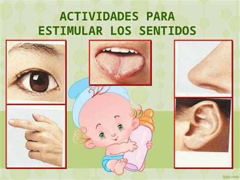 PPT Estimulacion De Los Sentidos DOKUMEN TIPS