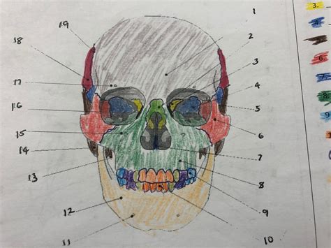 Frontal View Skull Review Diagram Quizlet