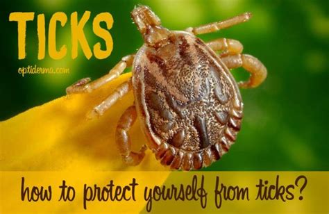 How To Use Rose Geranium Essential Oil For Ticks Best Pest Control