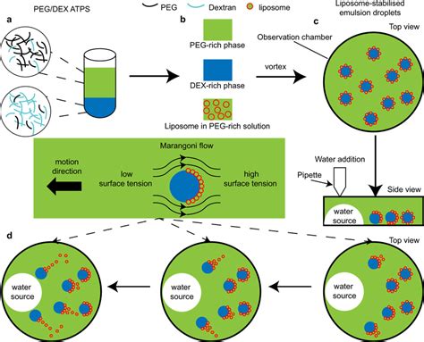 Engineering Motile Aqueous Phase Separated Droplets Via Liposome