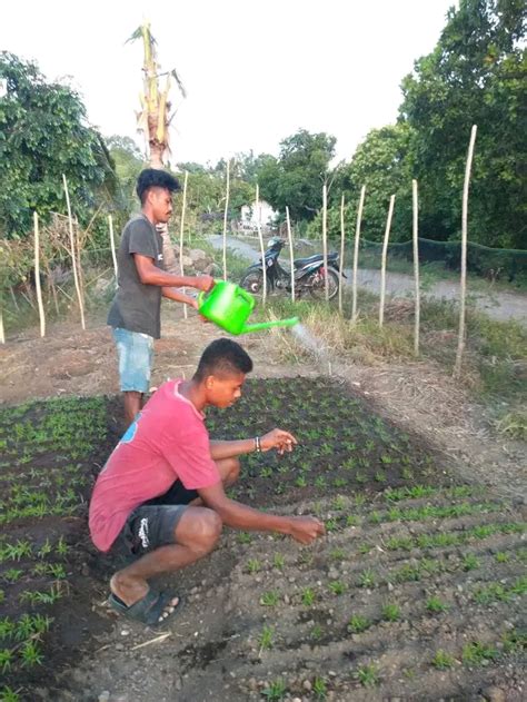 Musim Tanam Tiba Pupuk Subsidi Langka Di Sikka Mengapa Katong NTT