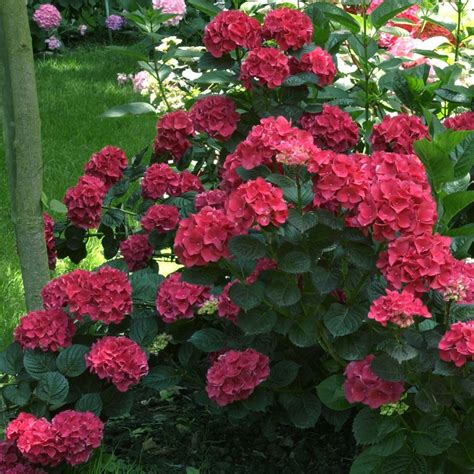 Cómo cultivar y cuidar increíbles hortensias de colores en casa