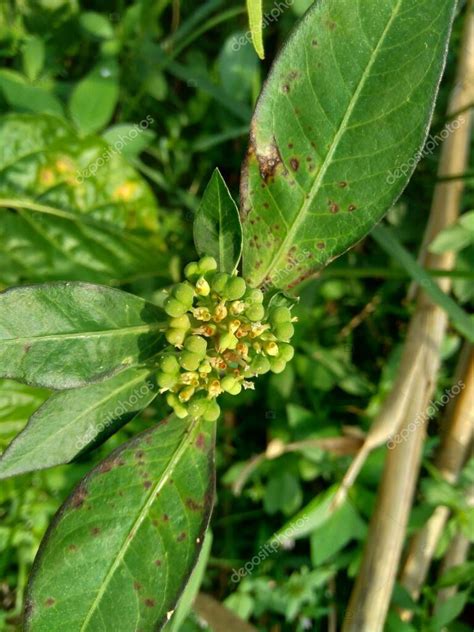 Euphorbia Heterophylla Tambi N Conocida Como Planta De Fuego Euforbia