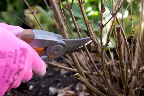 How To Grow Hardy Fuchsias Bbc Gardeners World Magazine