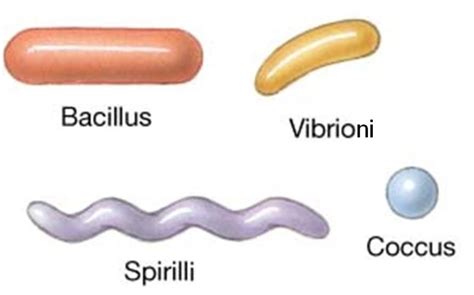 Bacteria Microorganisms Friend And Foe Class 8 NCERT Notes CBSE