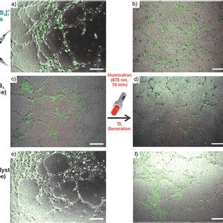 Synthesis And Material Characterization Of Gd Alpcs Iohnps A