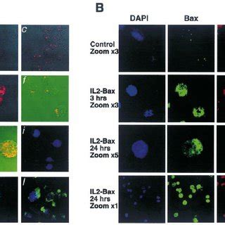 Internalization and subcellular localization of IL-2–Bax in various ... 