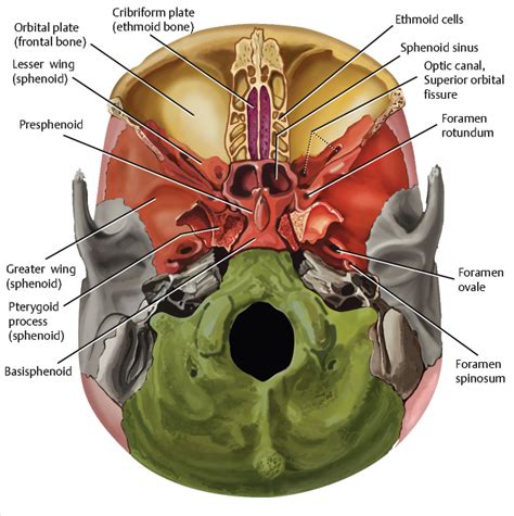 Anterior Cranial Fossa Nasal Cavity And Paranasal Sinuses Radiology Key