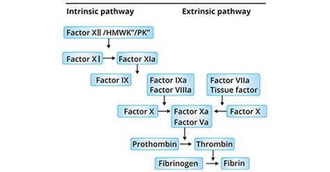 Coagulation Cascade Diagram Simple