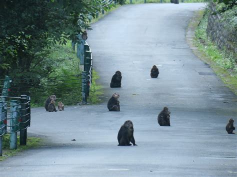 Tibetan macaque (Macaca thibetana) - ZooChat