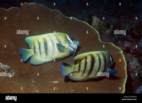 Six Banded Angelfish Pomacanthus Sexstriatus Pair At Cleaning Station