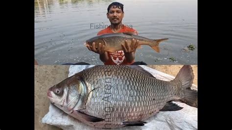 Traditional Fishing Village Pond । Amazing Fish Catching । Village Life