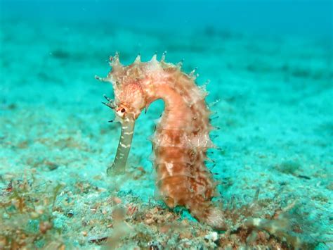 Seahorse Photography