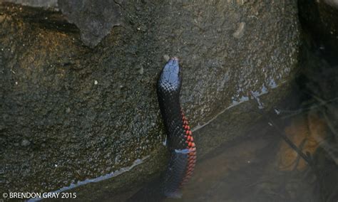 Red Bellied Black Snake In Creek