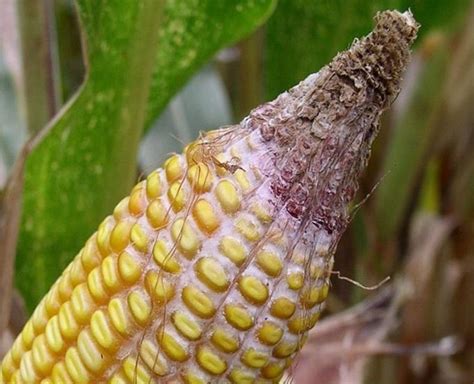 Ontario Corn Hybrid DON Screening Trials Now Available Field Crop News