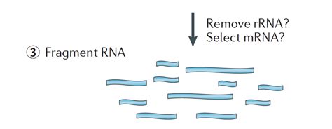 Intro To Rna Seq Introduction To Rna Seq Using High Performance