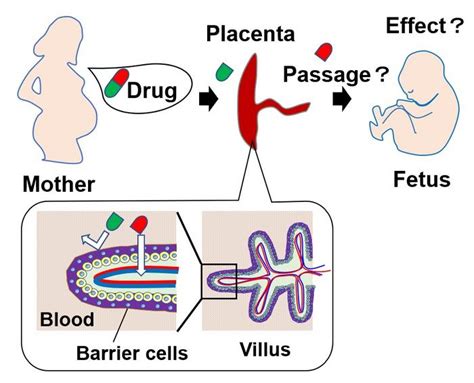 Figure 1 Some Drugs Can Cross IMAGE EurekAlert Science News Releases