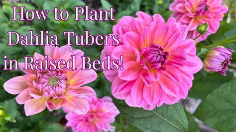 How To Plant Dahlia Tubers In Raised Beds Dahlia Growing Guide Youtube