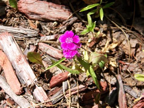 Free Pink Wildflowers Stock Photo