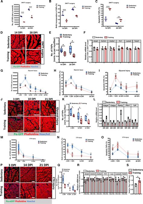 Exercise Induced Musclin Determines The Fate Of Fibro Adipogenic