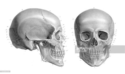 ストックイラストレーション 人の頭蓋骨部位イラストレーション 1866 人間の頭蓋骨 頭蓋骨 人間 骨格