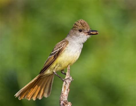 Brown crested flycatcher - Alchetron, the free social encyclopedia