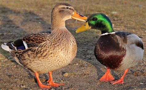 Why Does A Duck Have Feathers