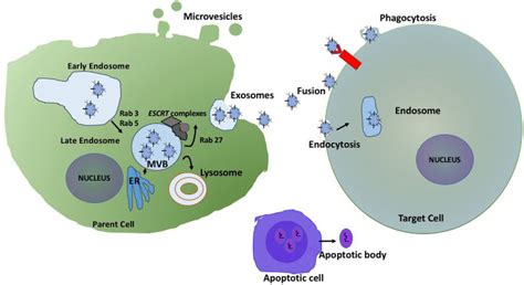 |. Extracellular vesicles biogenesis and release. | Download Scientific ... 