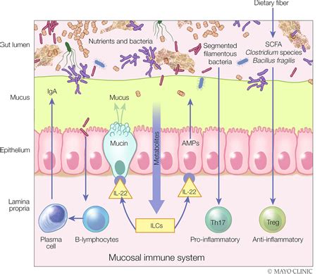 Role For Diet In Normal Gut Barrier Function Developing Guidance Within The Framework Of Food