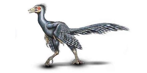 Archaeopteryx El Fósil De Transición Los Dinosaurios