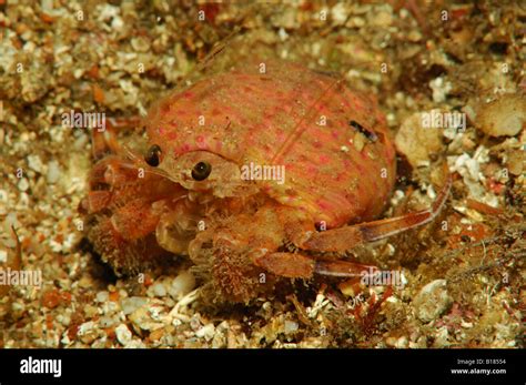 Hermit Crab in Symbiosis with Cloake Anemone Pagurus prideaux Adamsia ...