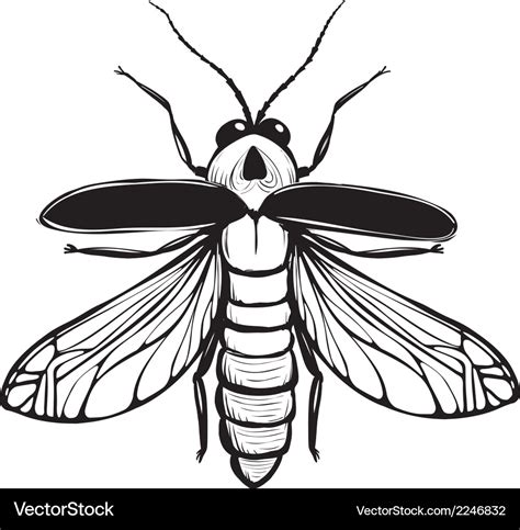 Firefly insect black inky drawing Royalty Free Vector Image