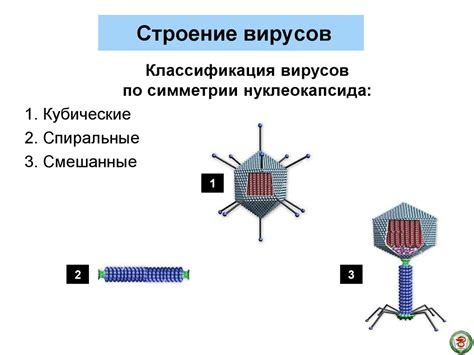 Биология вирусов - презентация онлайн